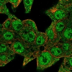 Immunofluorescent staining of human cell line Hep G2 shows localization to nucleoplasm & cytosol.