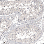 Anti-L1CAM Antibody