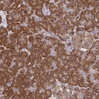 Immunohistochemical staining of human pancreas shows strong cytoplasmic/membranous positivity in exocrine glandular cells and weak cytoplasmic positivity in endocrine glandular cells.