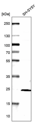 Western blot analysis in human cell line SH-SY5Y.