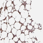 Anti-LARGE2 Antibody