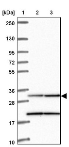 Anti-MRPL19 Antibody