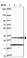 Anti-MRPL19 Antibody