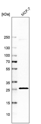Western blot analysis in human cell line MCF-7.