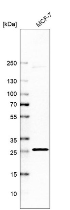 Anti-C1QTNF9 Antibody