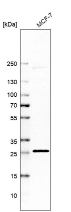 Western blot analysis in human cell line MCF-7.