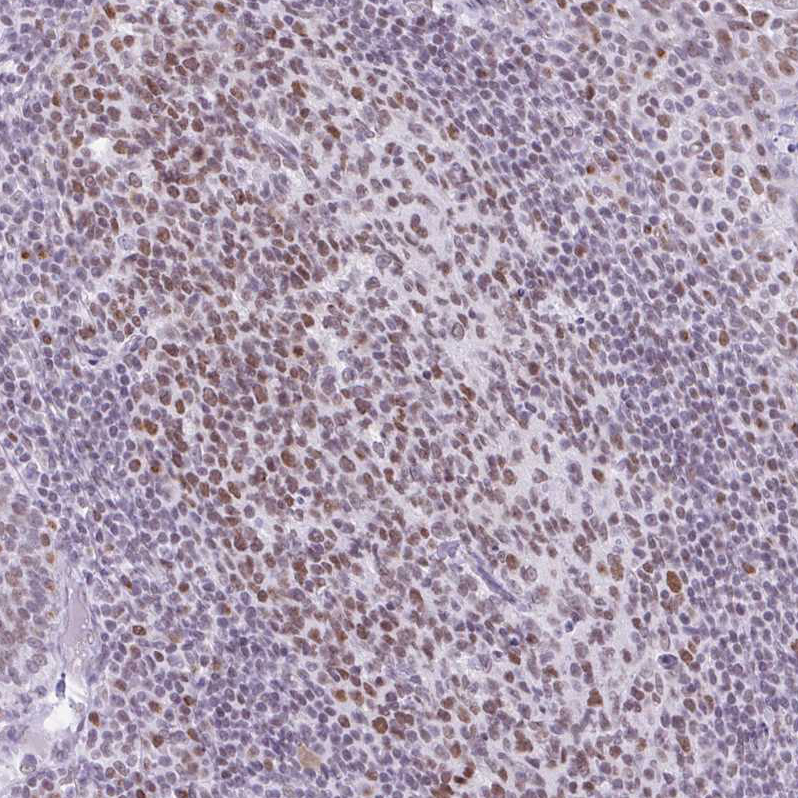 Anti-FAM122A Antibody