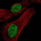 Anti-FAM122A Antibody