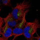 Anti-ZMAT4 Antibody