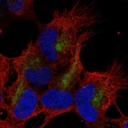 Anti-ZMAT4 Antibody