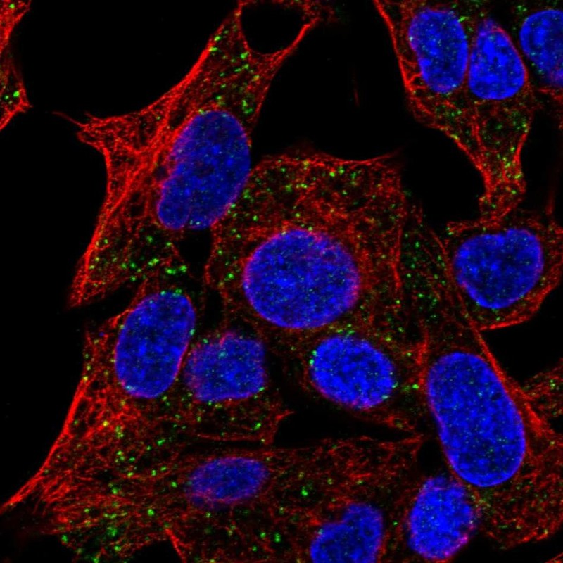 Anti-TMEM135 Antibody