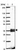 Anti-RDH14 Antibody