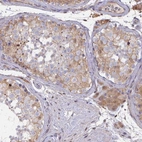 Immunohistochemical staining of human testis shows weak cytoplasmic positivity in cells in seminiferous ducts and Leydig cells.