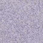 Immunohistochemical staining of human pancreas shows no positivity in exocrine glandular cells as expected.