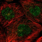 Anti-FAM217B Antibody