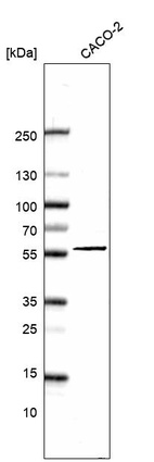 Anti-ZGPAT Antibody