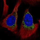 Anti-PMFBP1 Antibody