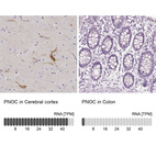 Anti-PNOC Antibody