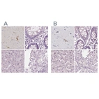 Immunohistochemical staining of human cerebral cortex, colon, liver and testis using Anti-PNOC antibody HPA056724 (A) shows similar protein distribution across tissues to independent antibody HPA044507 (B).