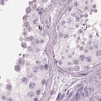 Immunohistochemical staining of human testis using Anti-PNOC antibody HPA056724.