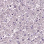 Immunohistochemical staining of human liver using Anti-PNOC antibody HPA056724.
