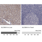 Anti-SLC39A14 Antibody