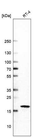 Anti-CDKN1A Antibody