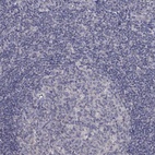 Immunohistochemical staining of human tonsil shows low expression as expected.