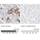 Anti-CALB1 Antibody