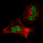 Immunofluorescence staining of A549 cells using the Anti-CDKN1A monoclonal antibody, showing specific staining in nucleoplasm in green. Microtubule probes are visualized in red (where available).