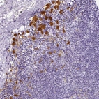 Immunohistochemical staining of human lymphoid tissues shows strong cytoplasmic positivity in non-germinal center cells.