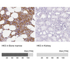 Immunohistochemistry analysis in human bone marrow and kidney tissues using HPA056743 antibody. Corresponding HK3 RNA-seq data are presented for the same tissues.