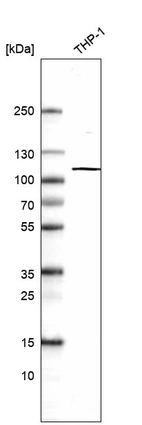 Western blot analysis in human cell line THP-1.