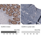 Anti-CLDN3 Antibody