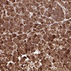 Anti-PAIP2 Antibody