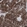Anti-CLDN3 Antibody