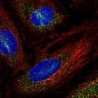 Immunofluorescent staining of human cell line HeLa shows localization to vesicles.
