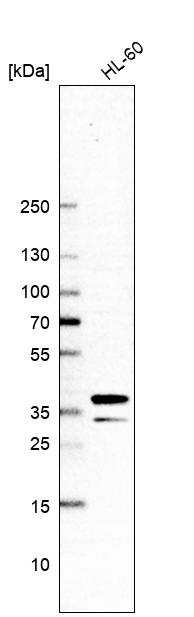 Anti-ARGLU1 Antibody