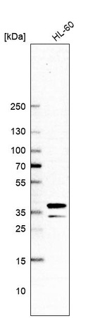 Anti-ARGLU1 Antibody