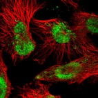 Immunofluorescent staining of human cell line U-251 MG shows localization to nucleoplasm & mitochondria.