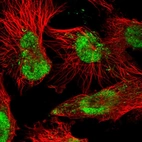 Immunofluorescent staining of human cell line U-251 MG shows localization to nucleoplasm & mitochondria.