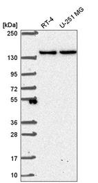 Anti-SH3TC1 Antibody