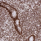 Immunohistochemical staining of human endometrium shows high expression.