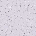Immunohistochemical staining of human skeletal muscle shows low expression as expected.