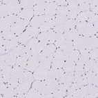 Immunohistochemical staining of human skeletal muscle shows low expression as expected.