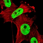 Immunofluorescent staining of human cell line U-251 MG shows localization to nucleoplasm.
