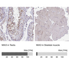 Anti-MIA3 Antibody