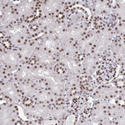 Immunohistochemical staining of human Kidney shows strong nuclear positivity in cells in tubules and glomeruli.