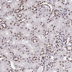 Immunohistochemical staining of human Kidney shows strong nuclear positivity in cells in tubules and glomeruli.