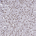 Immunohistochemical staining of human Liver shows strong nuclear positivity in hepatocytes.